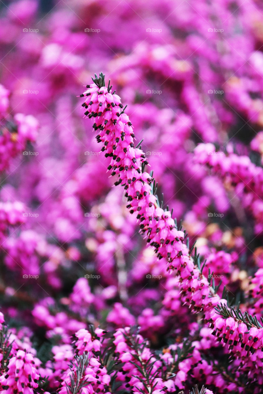 Bright pink spring flowers