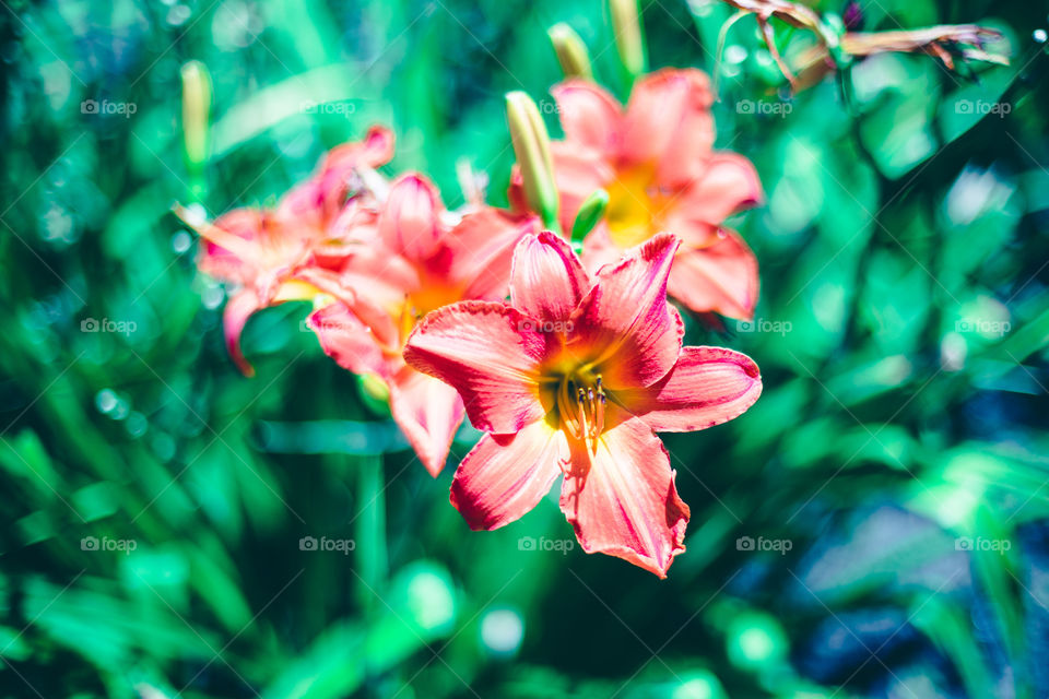 Day lily bokeh 