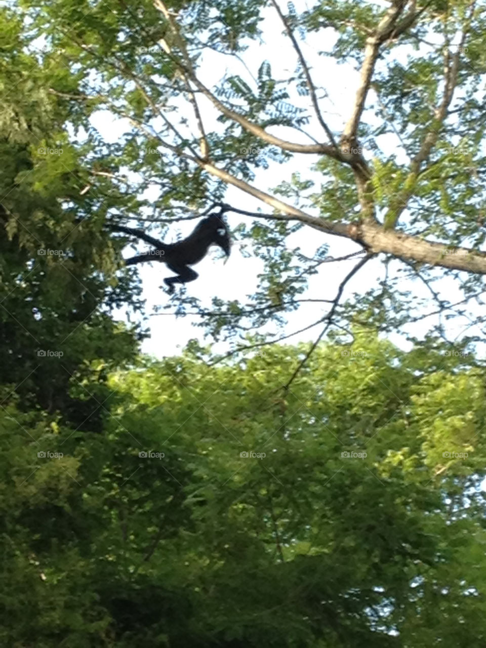 Monkeys swinging