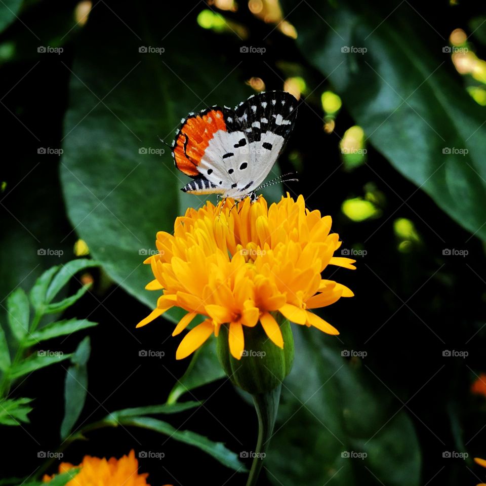 butterfly on a flower🌼🦋