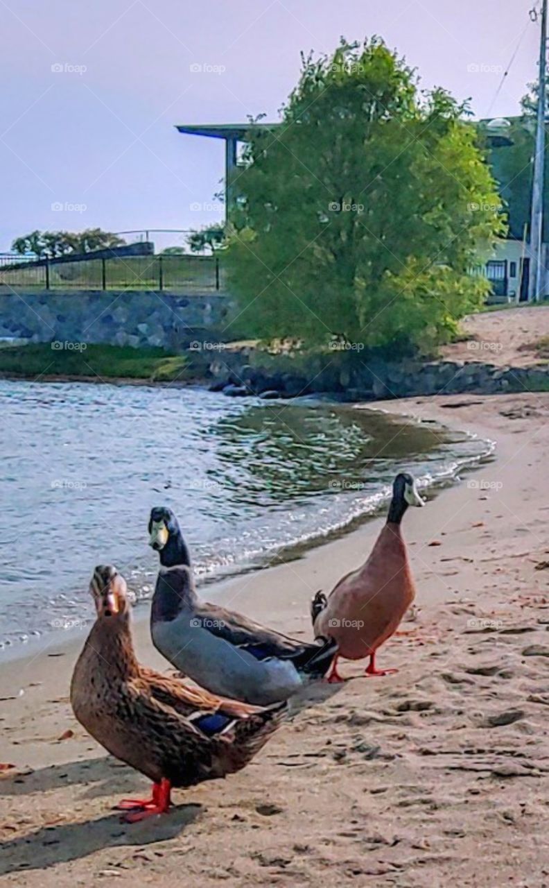 Three Curious Ducks!