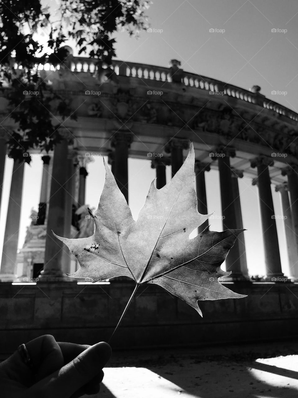 Black and white leaf