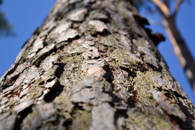 macro wood tree trees by bubu
