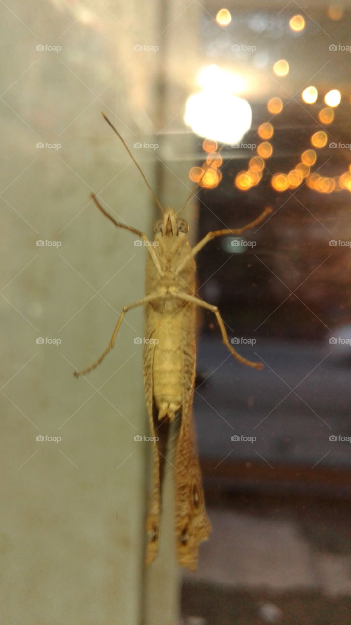 A Butterfly in another angle.