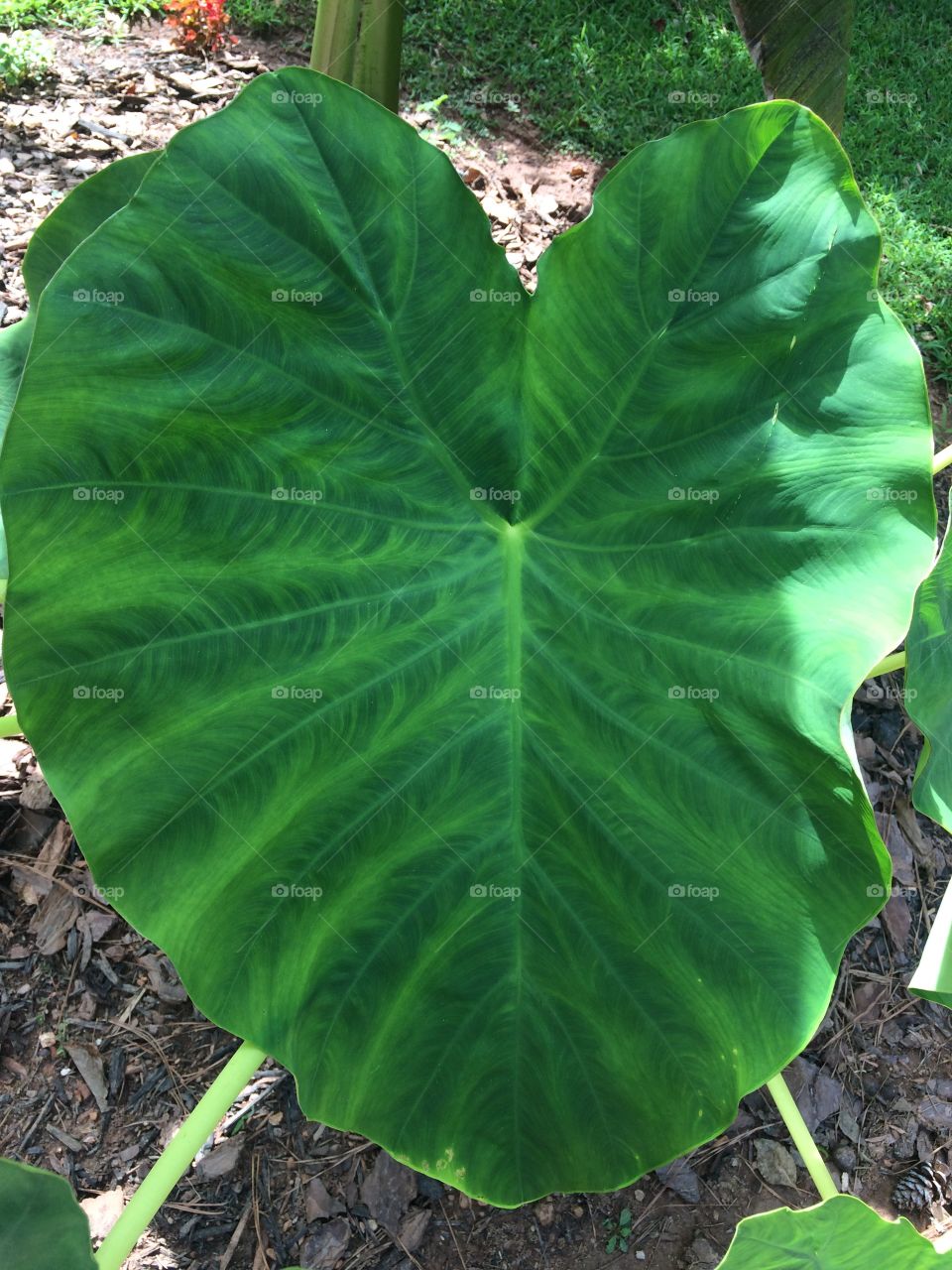 Elephant ear 