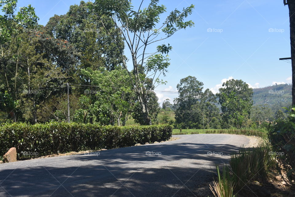 Road way of the tea estate