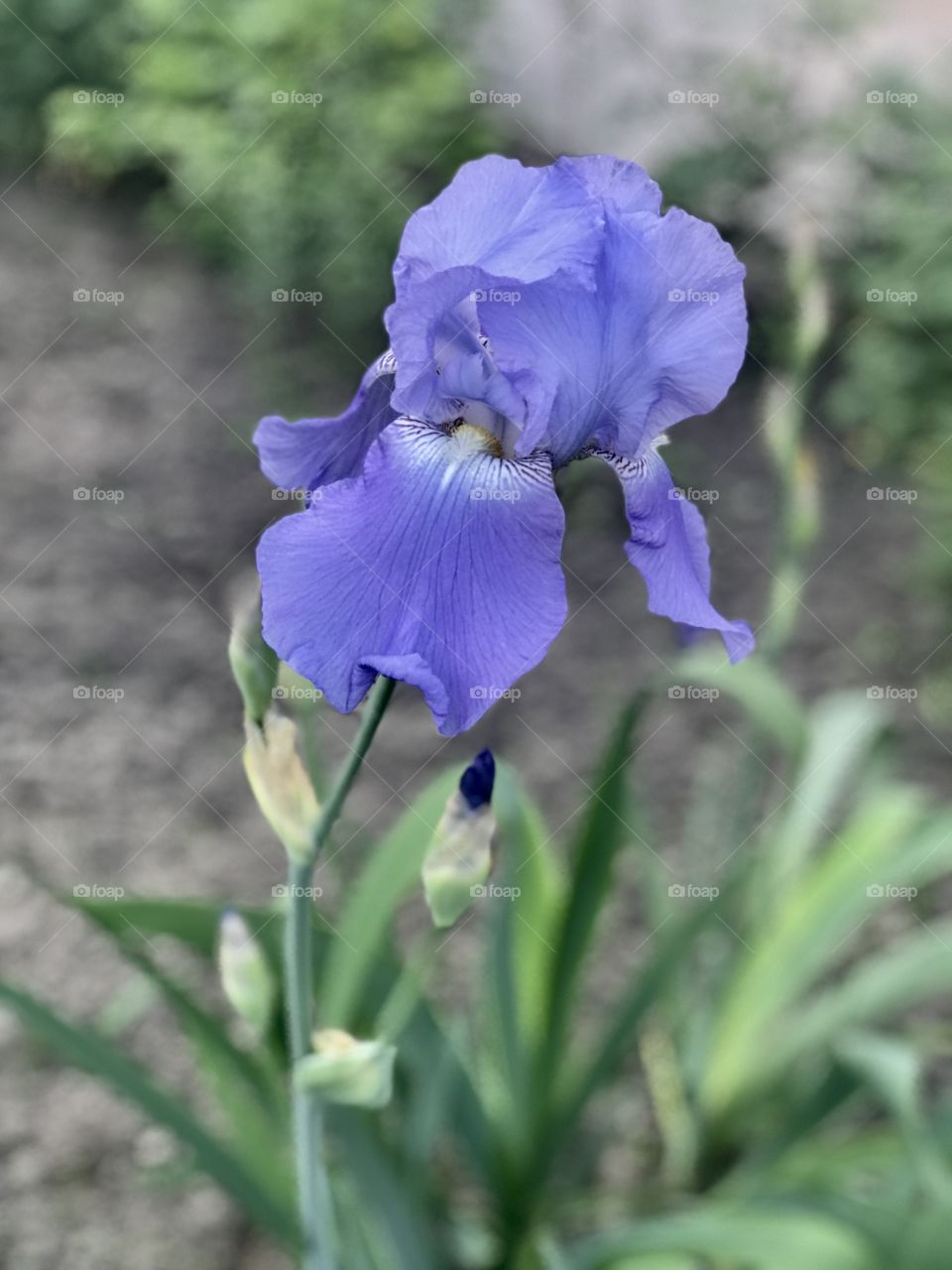 Violet iris