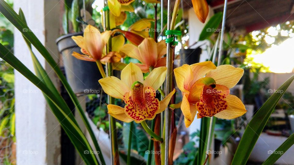 Flores das orquídeas que dei de presente para minha mãe.