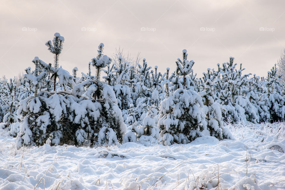 Forest. Snow. Winter.