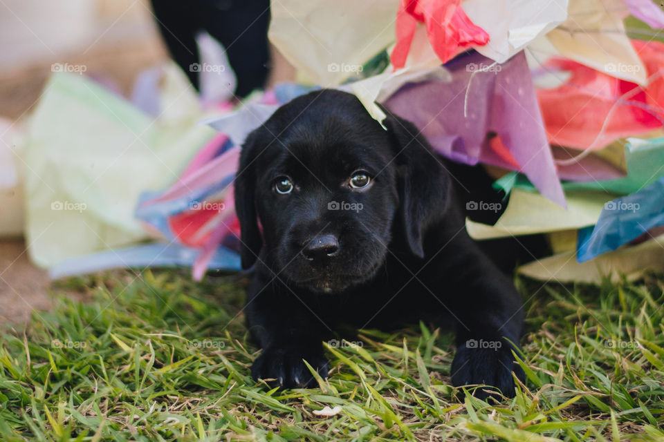 Labrador puppy in the grass
