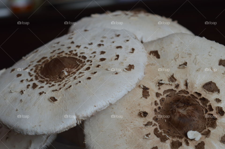 mushroom in macro