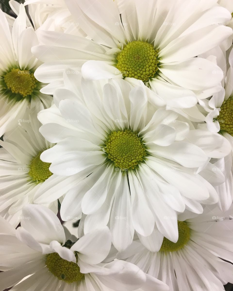  Blooming flowers everywhere 