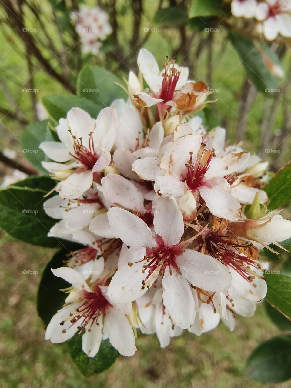 Tashiro Indian Hawthorn from Chulu Ranch, Beinan Township