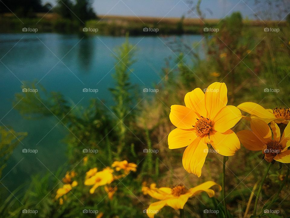 Last of Summers light