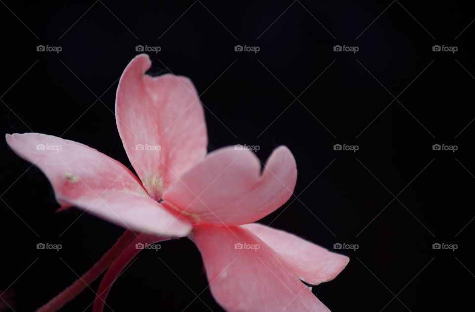 Minimalist pink flower 