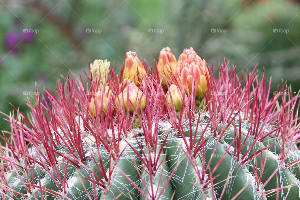 Cactus Blooms