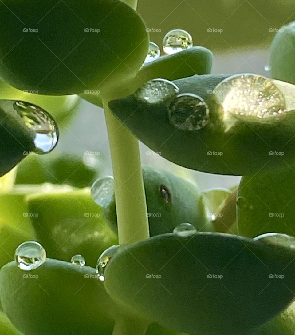 Water beads on my succulent 