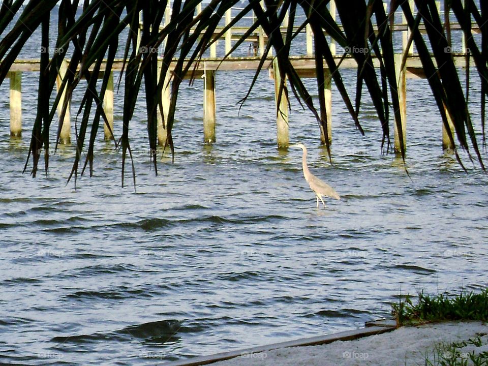 heron by the pier. Glimpse of a heron by the pier