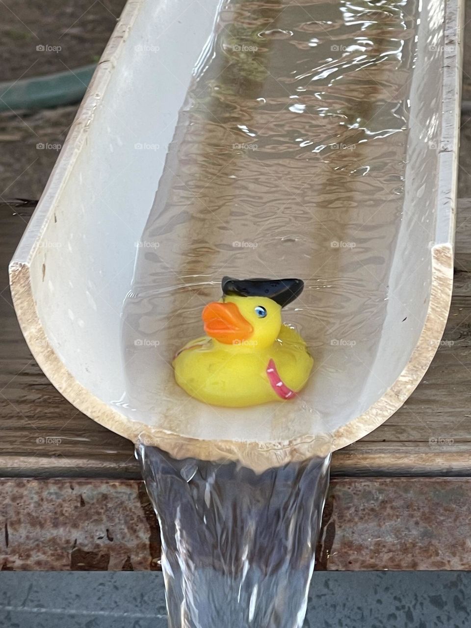 Rubber Duck Sliding with the Water 