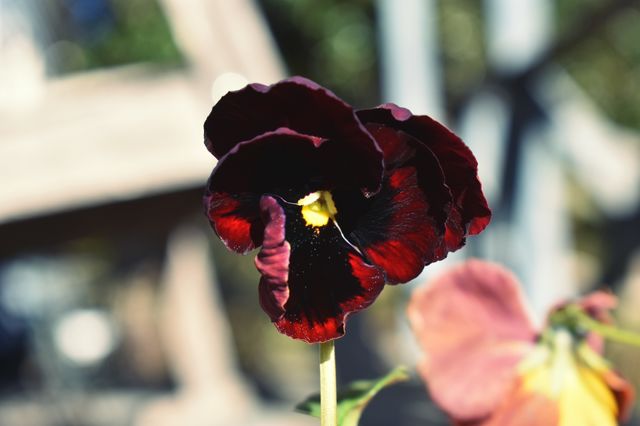 pansy