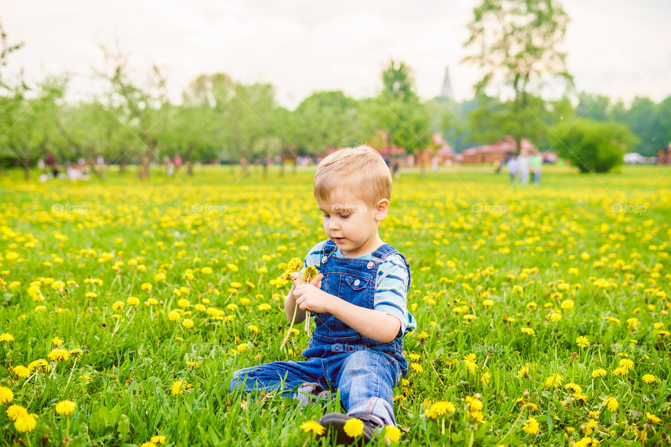 Dandelions