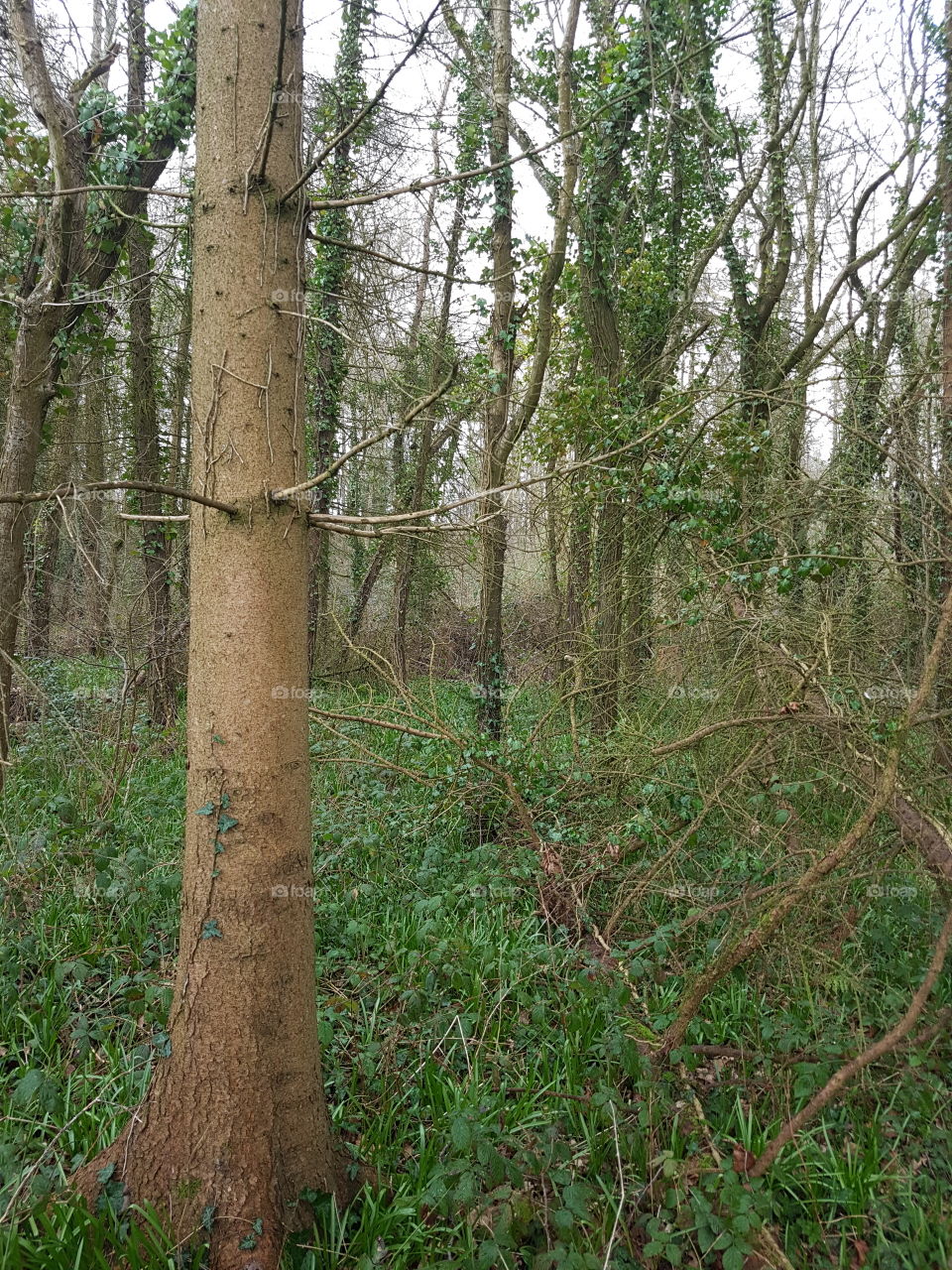 english woodland in april