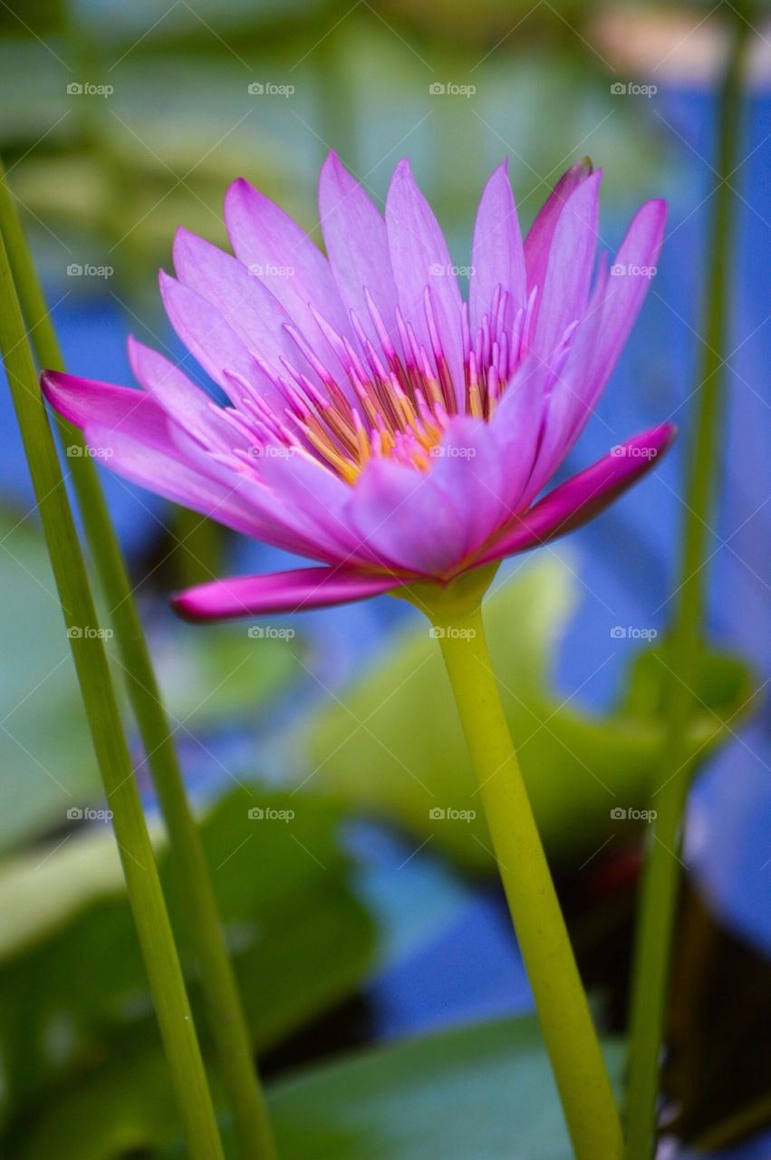 Close-up of pink flower