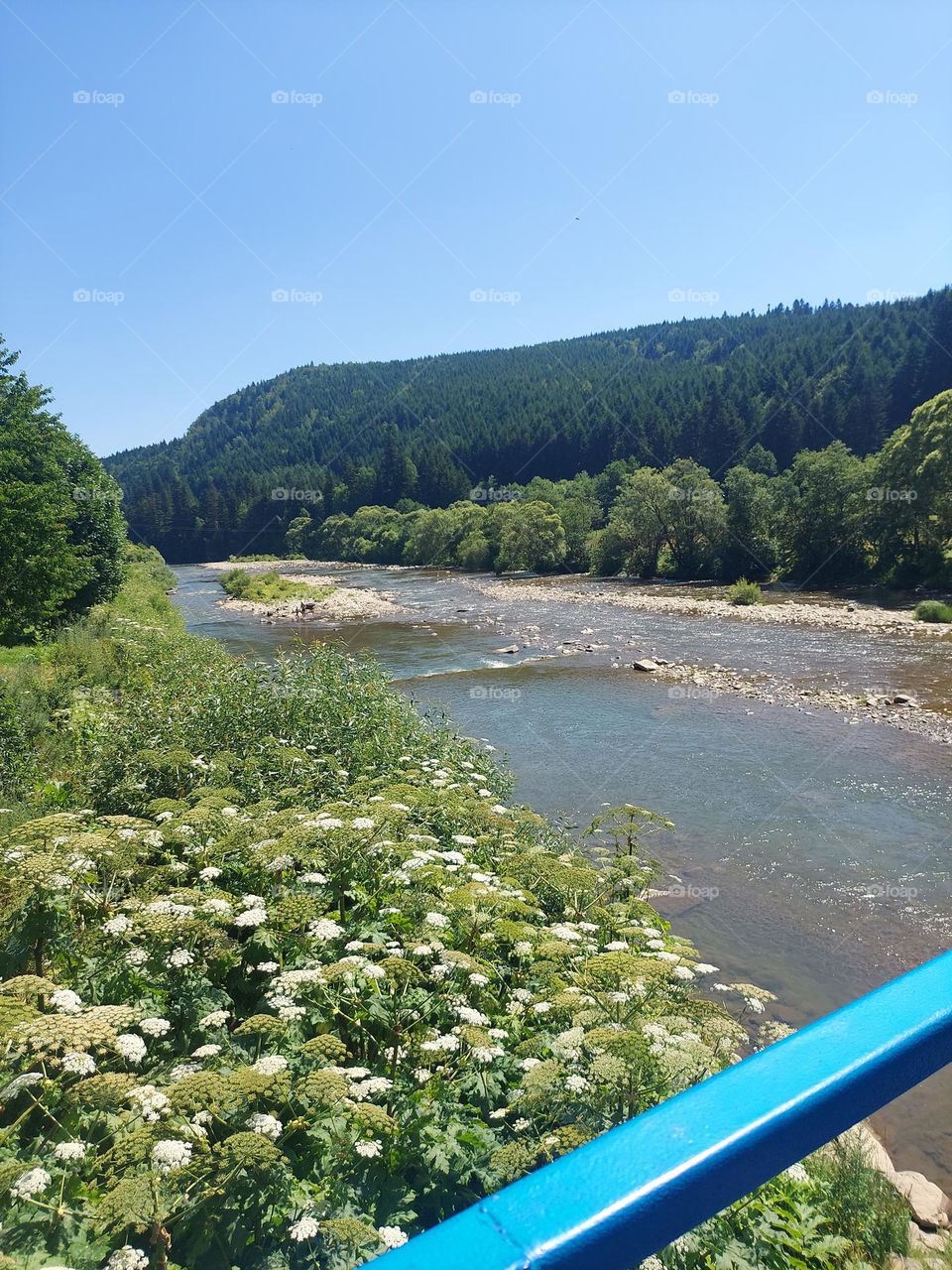 Carpathian Mountains. Nature of Ukraine.Mountain Creek. Crystal clear water  Nature of Ukraine