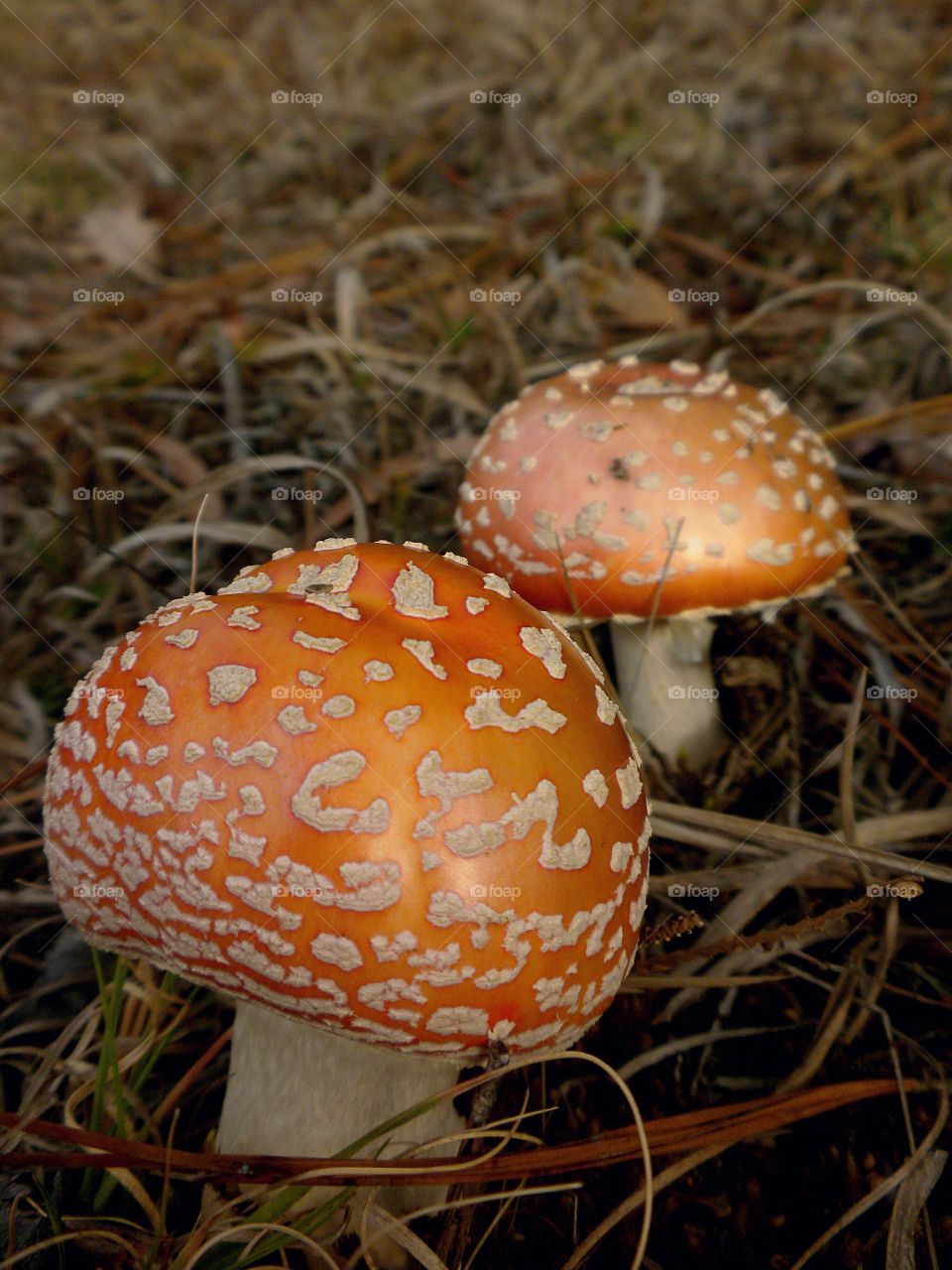 Close-up of mushroom growing forest