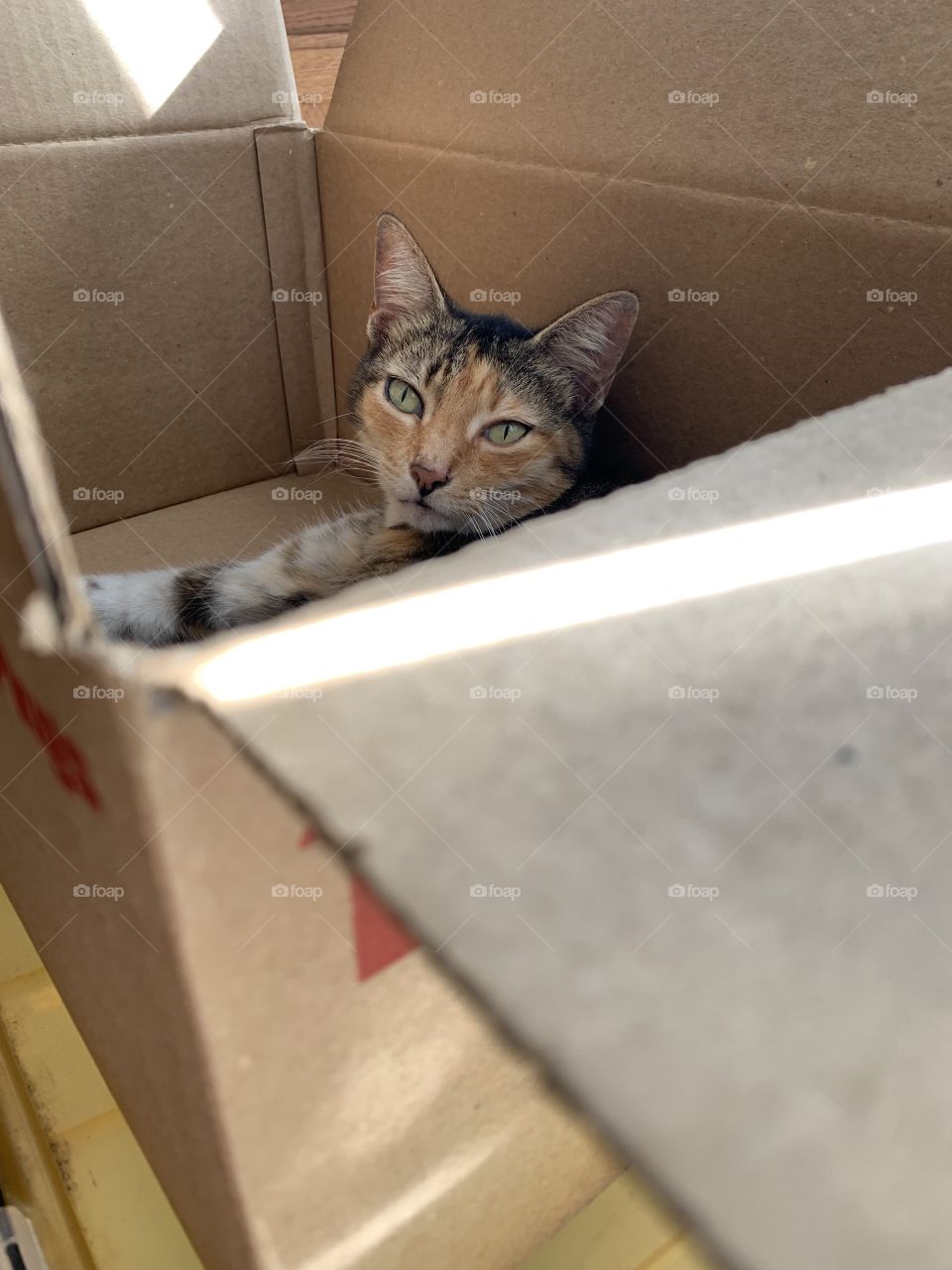 Kitty in a 📦