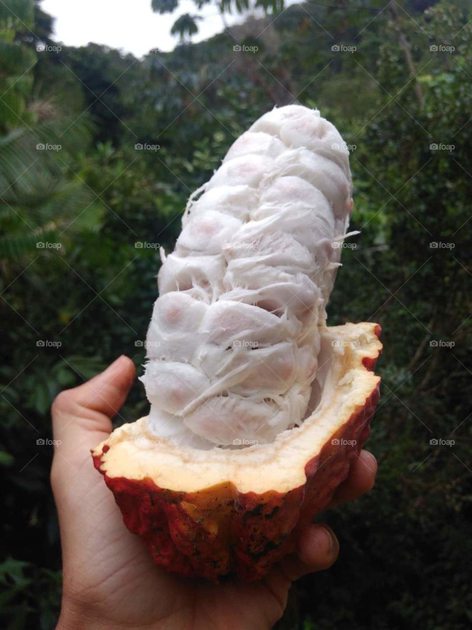 This is how cocoa fruit is inside, did you already know what? good for my end for you
