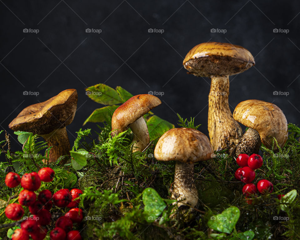 Forest mushrooms