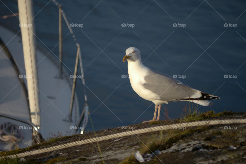sweden summer archipelago seagull by ralph64