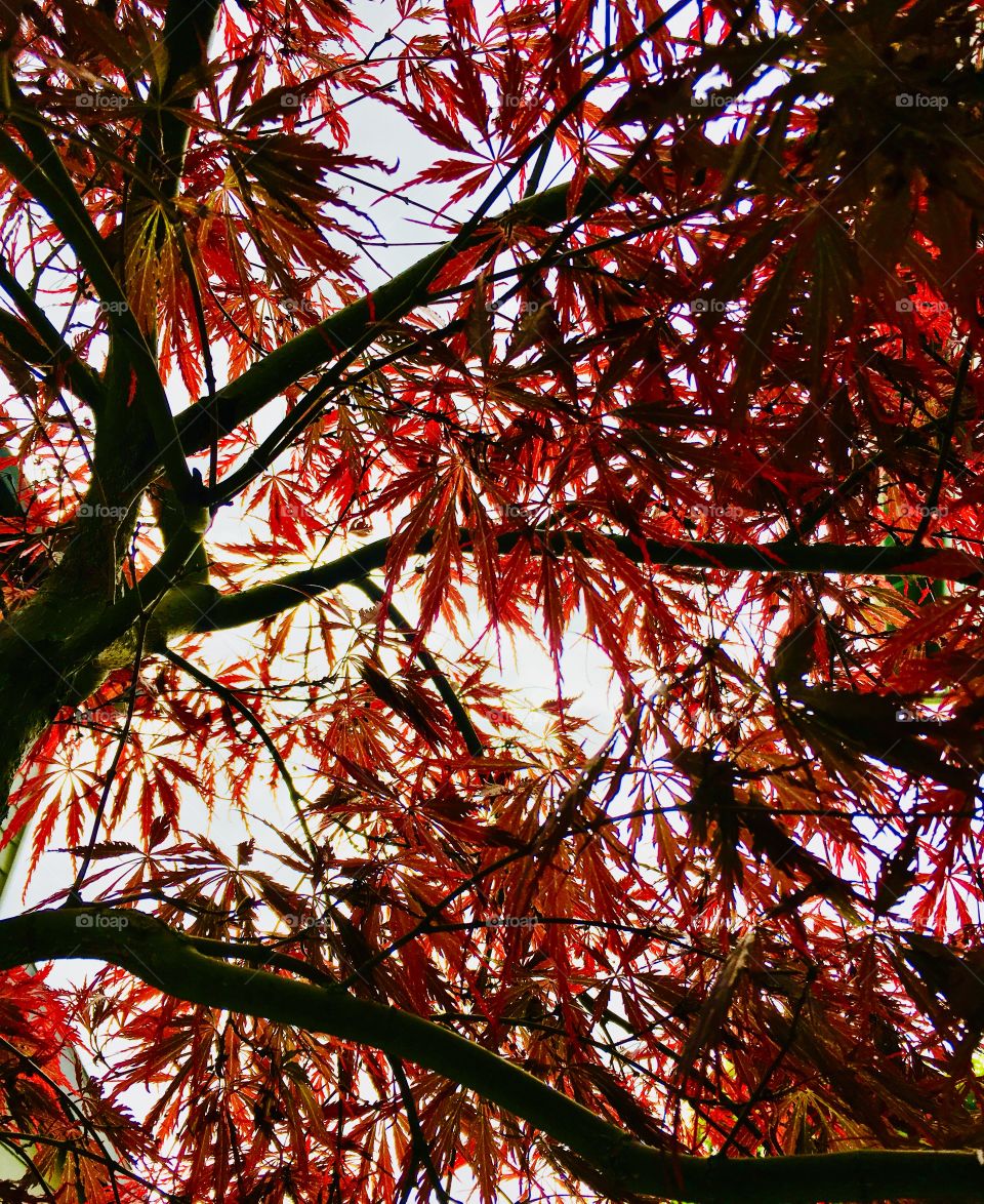 Japanese maple leaves red and sky