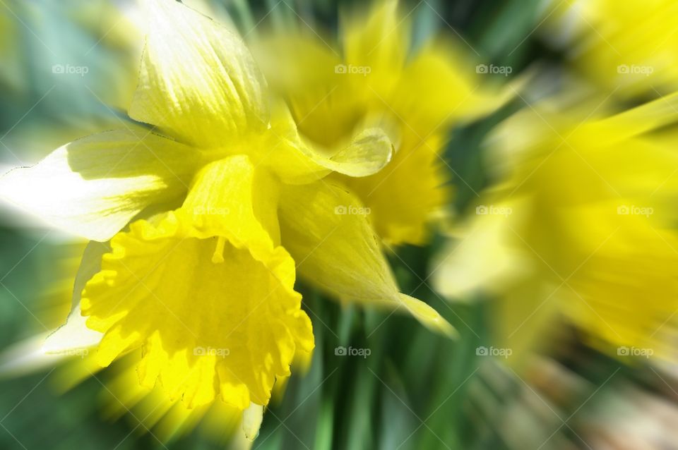 Daffodils