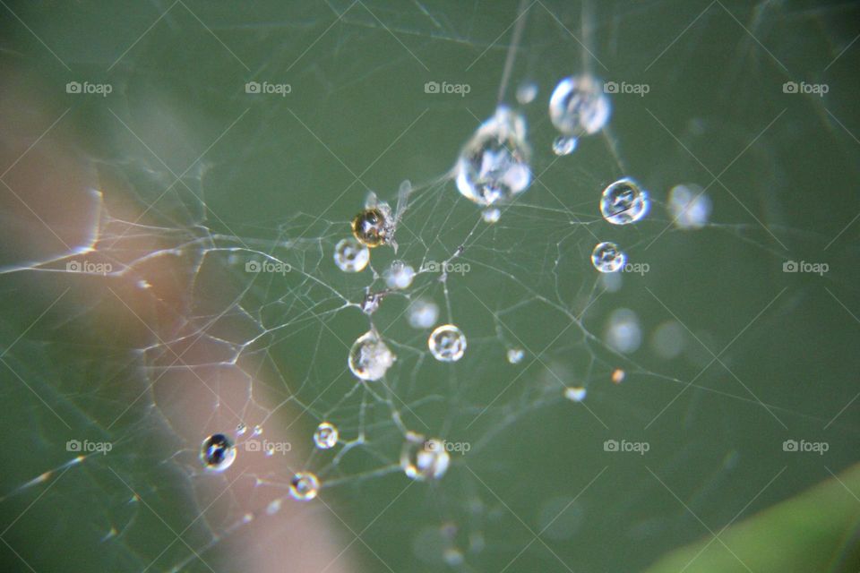 Cobweb exposed to water.