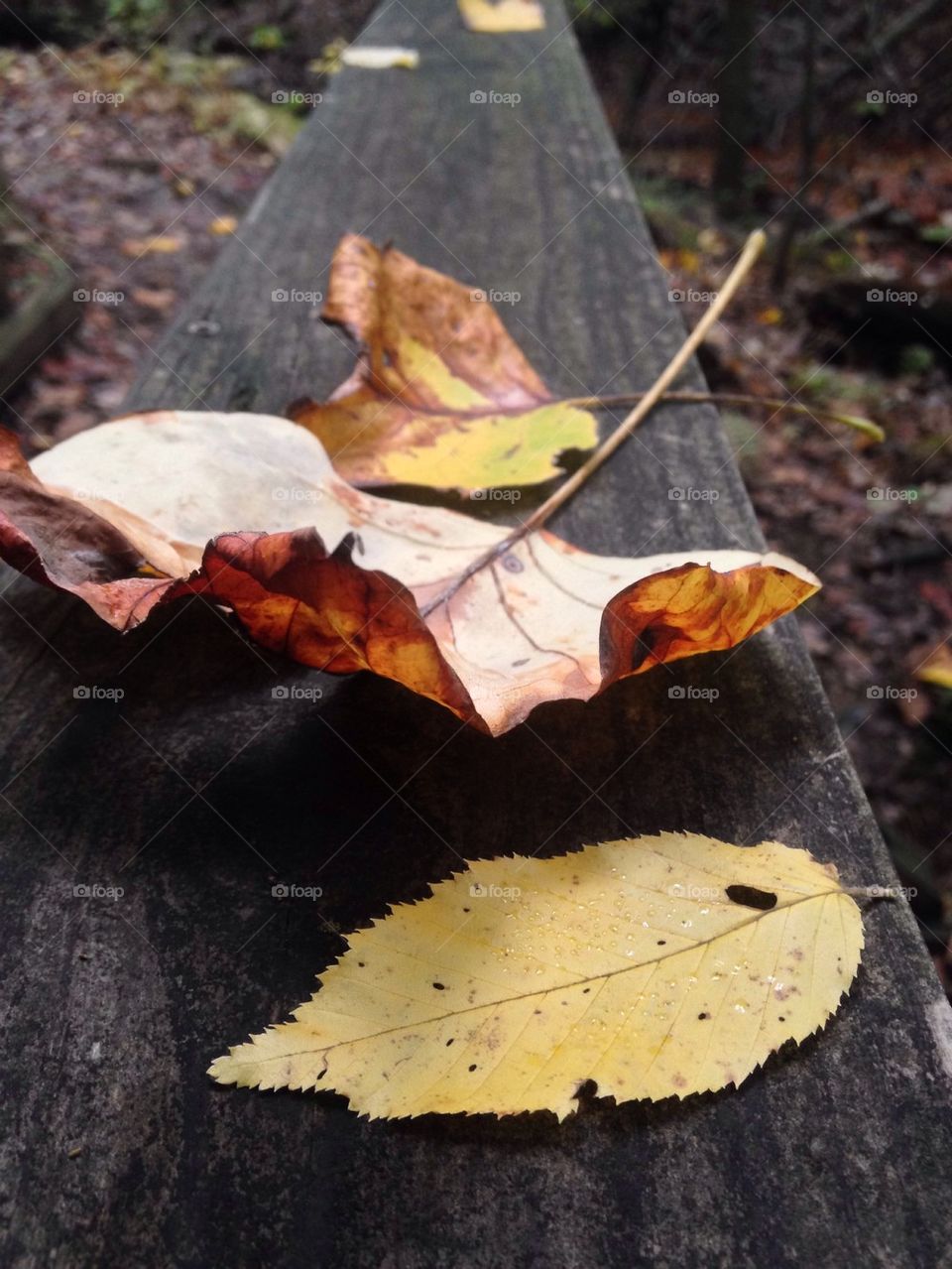 Autumn leaves