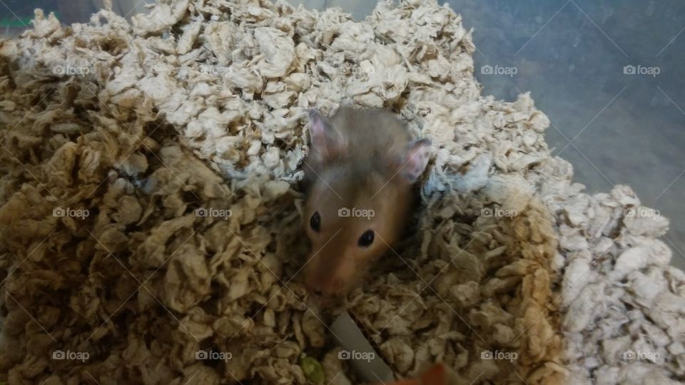 Dusty, Syrian hamster poking his head out of his cave