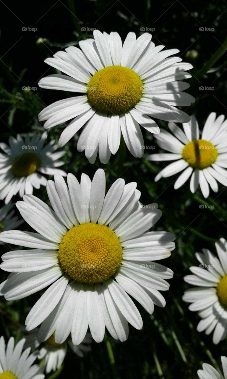 Daisies