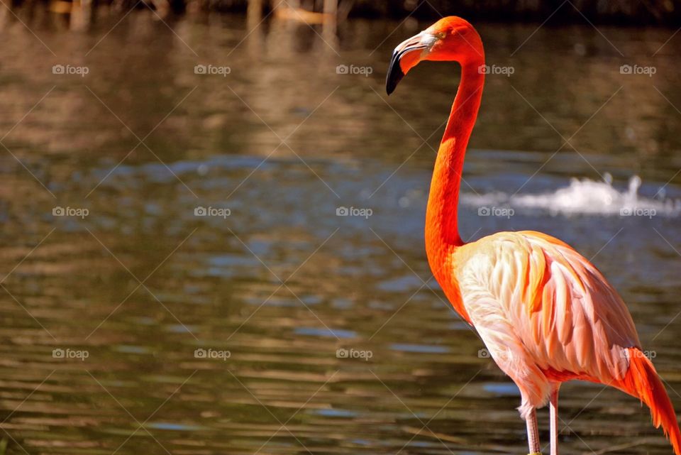 Flamingo