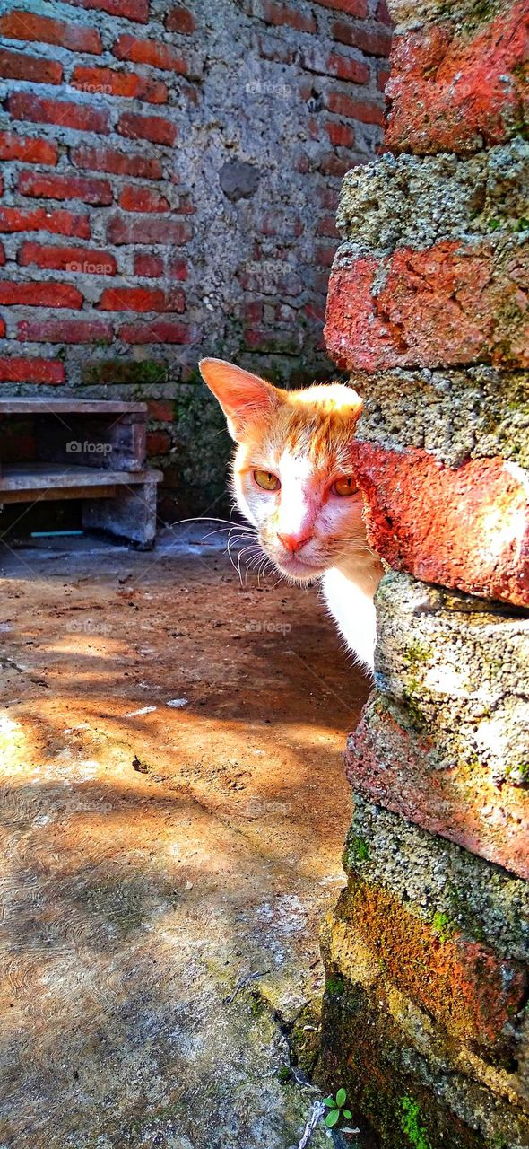 Cat's head behind a brick wall and in the sun.