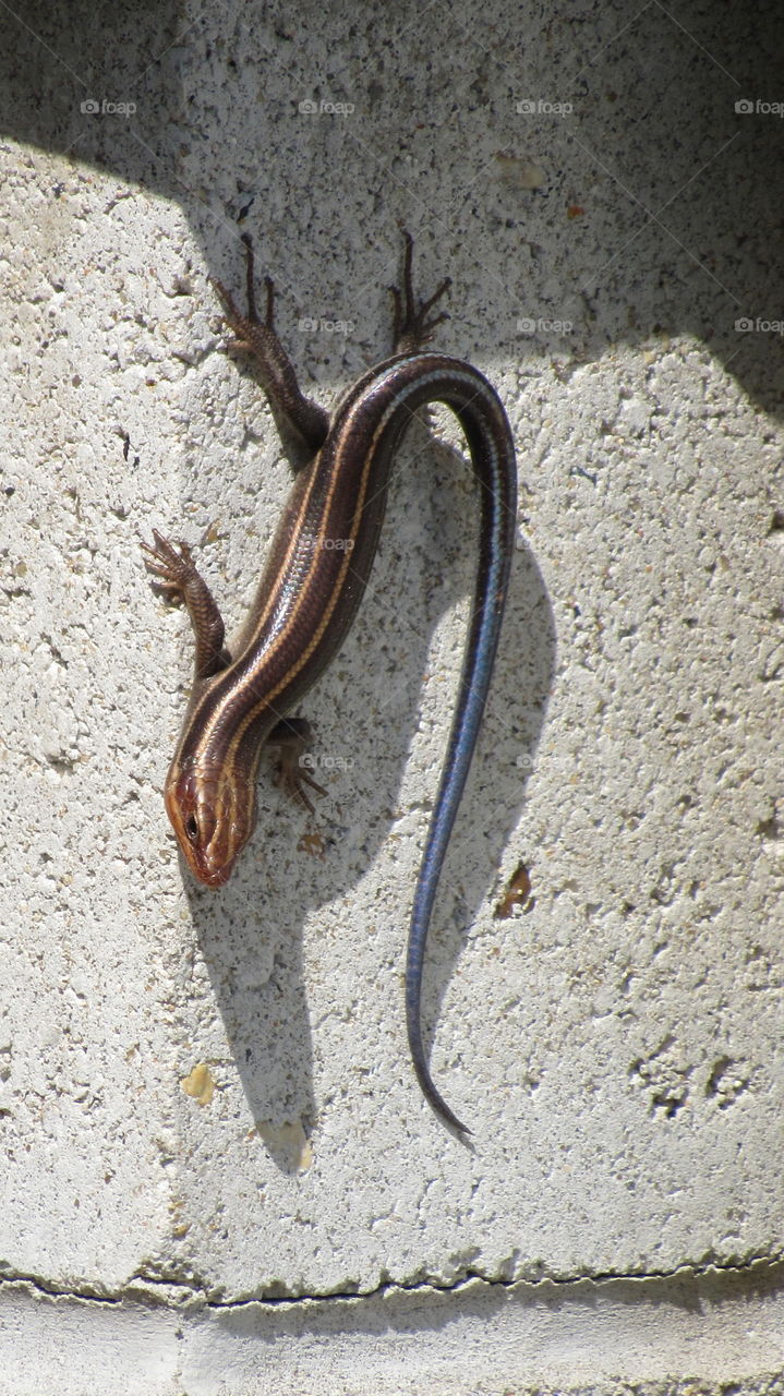 Blue tailed lizard