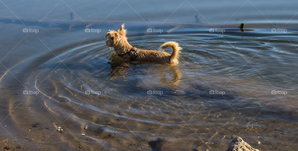 Wet dog - a dog heads out for a swim creating concentric circles in the water