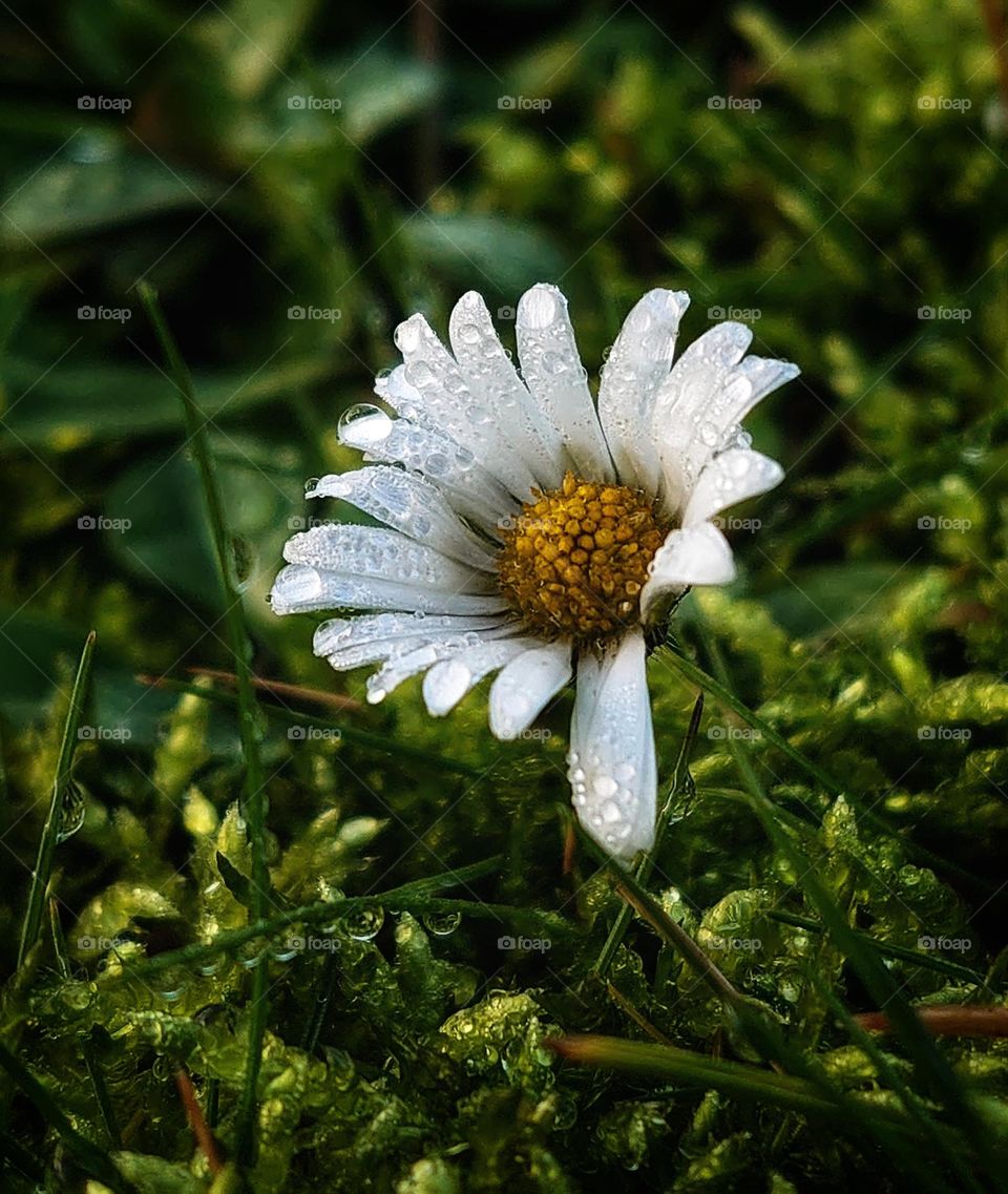 Daisy after rain