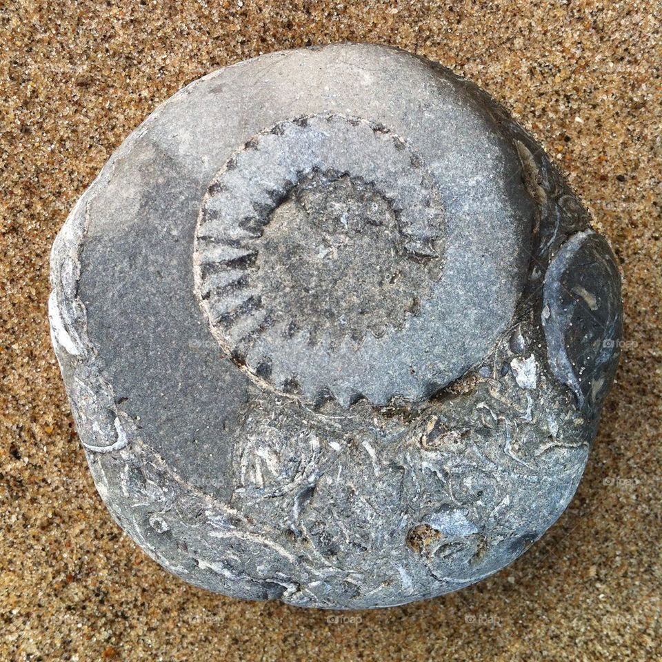 Fossil 