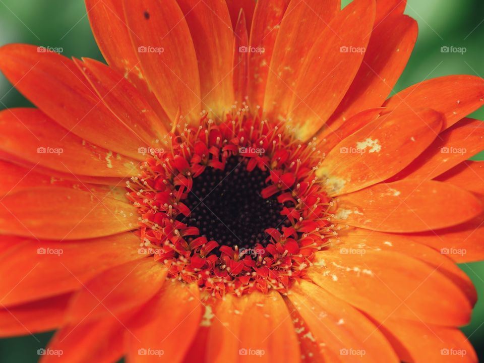 Close up of gerbera