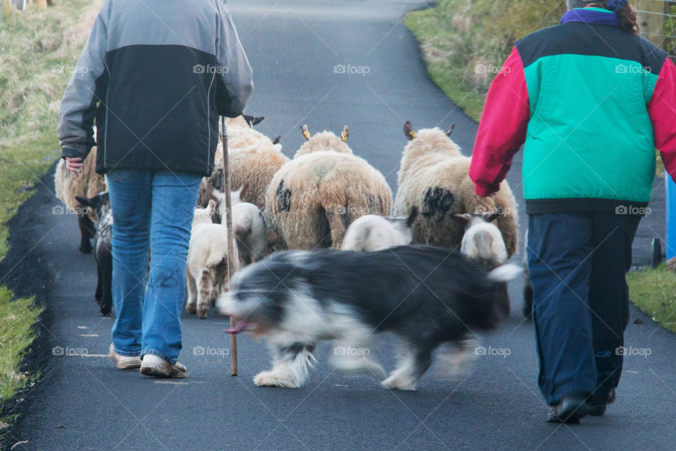Isle of Skye traffic jam 