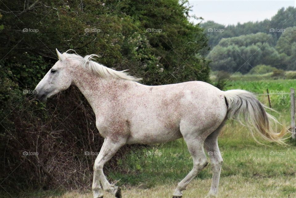 White beauty