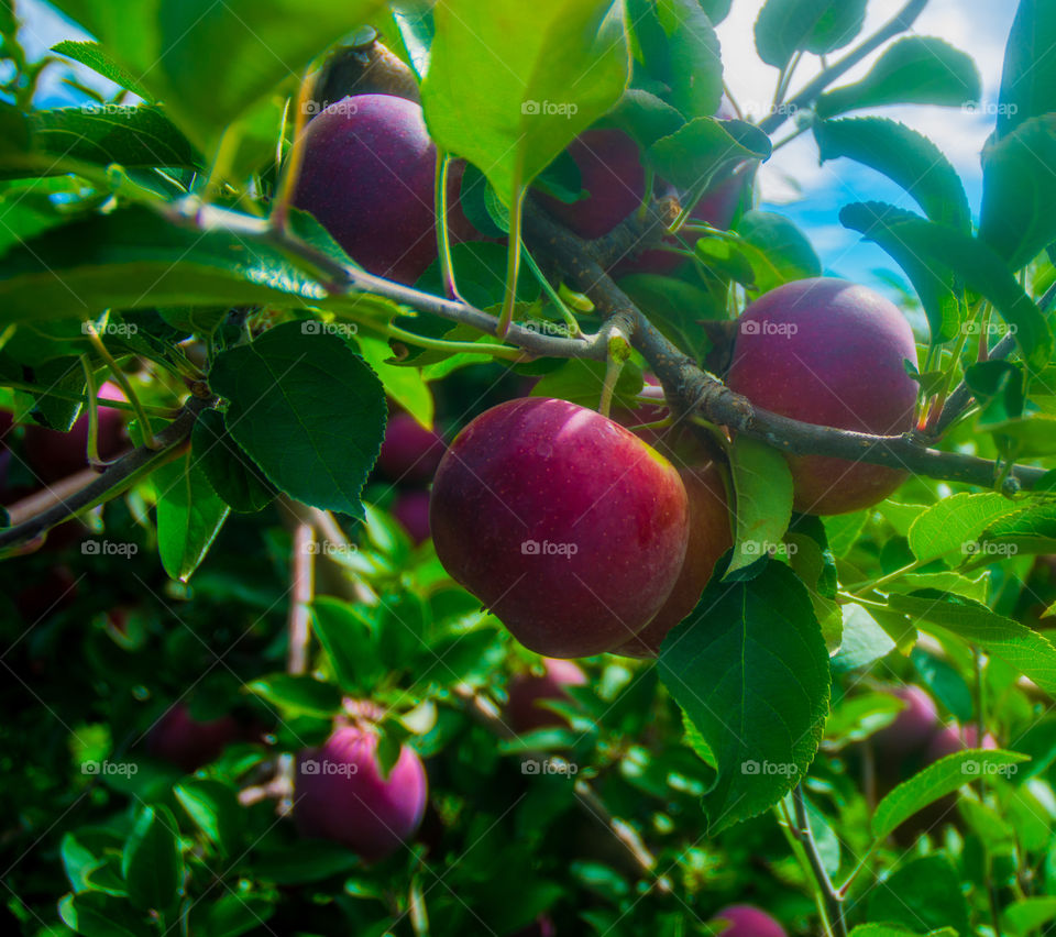 apple picking in upstate NY