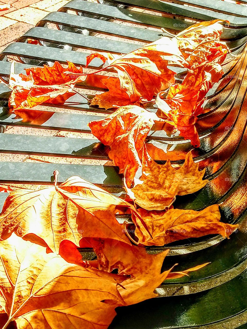 close up of leaves of city bench